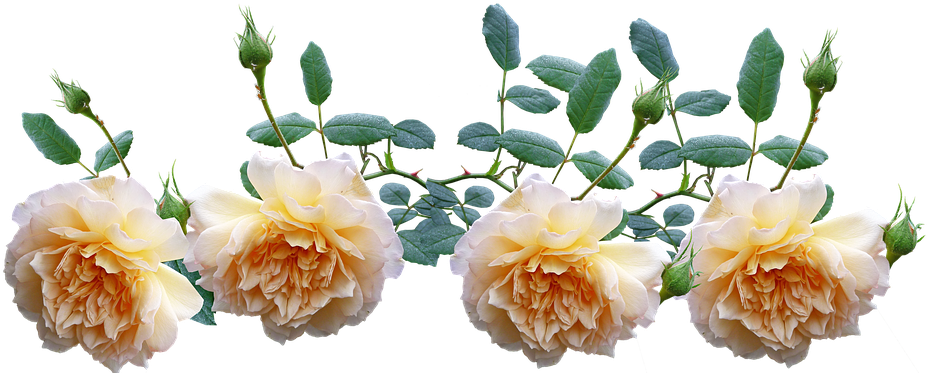 Roses, Yellow, Climbing, Plant, Garden - Transparent Climbing Roses Clipart (960x377), Png Download