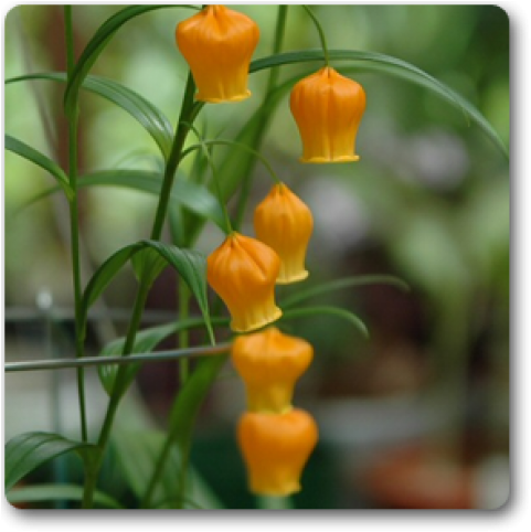 Sandersonia Plant Clipart (650x489), Png Download