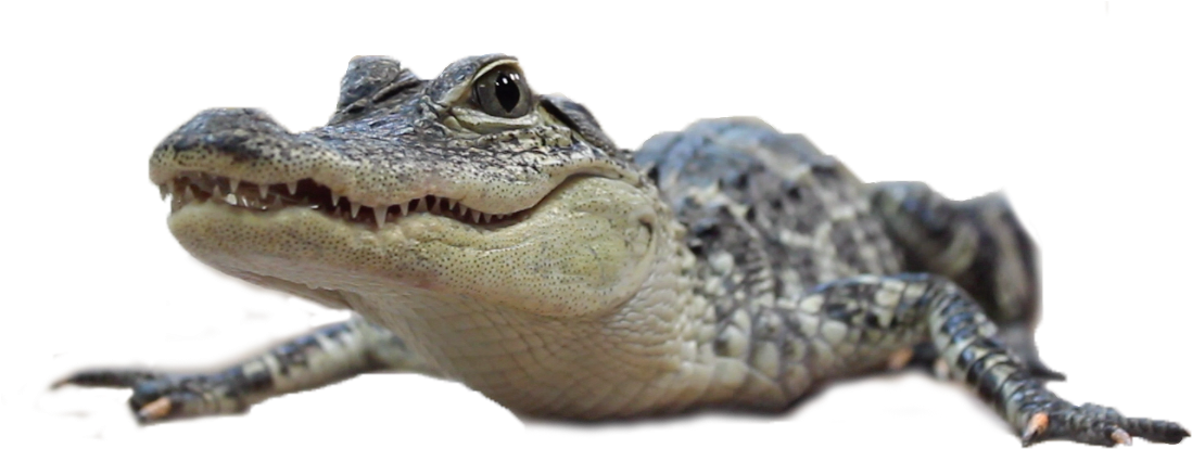 American Crocodile , Png Download - American Crocodile Clipart (1098x414), Png Download