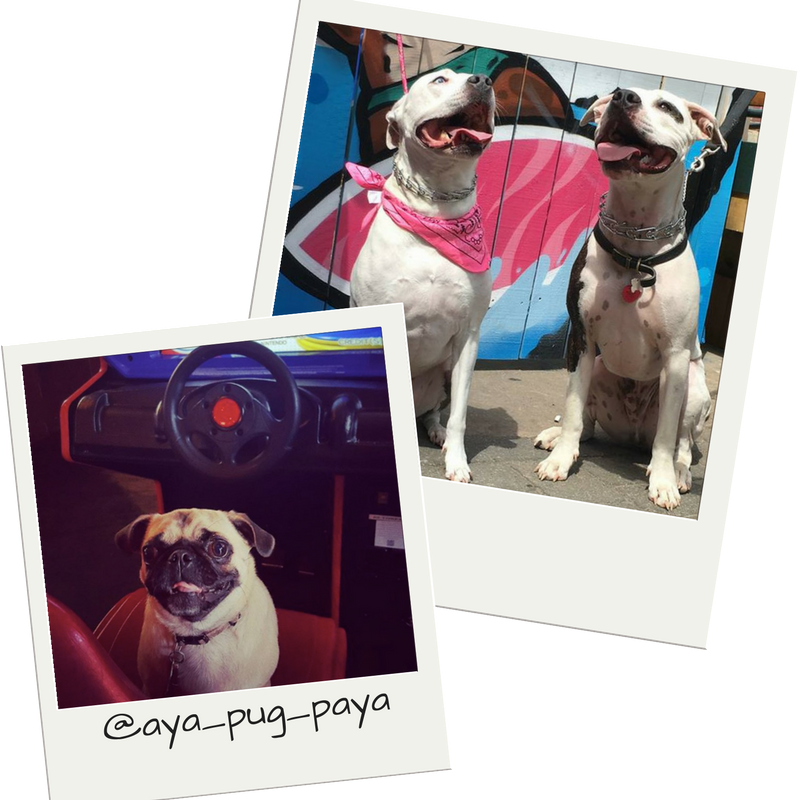 Dog Friendly Bars In Nc - Pug Clipart (800x800), Png Download