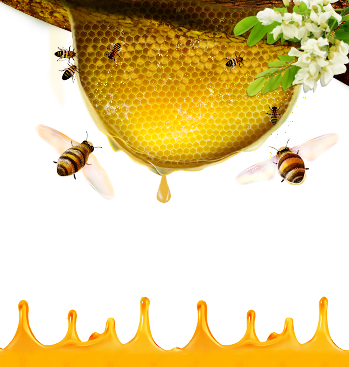 Bees Transparent Honey Australian - Honey Bee Hive Png Clipart (700x735), Png Download