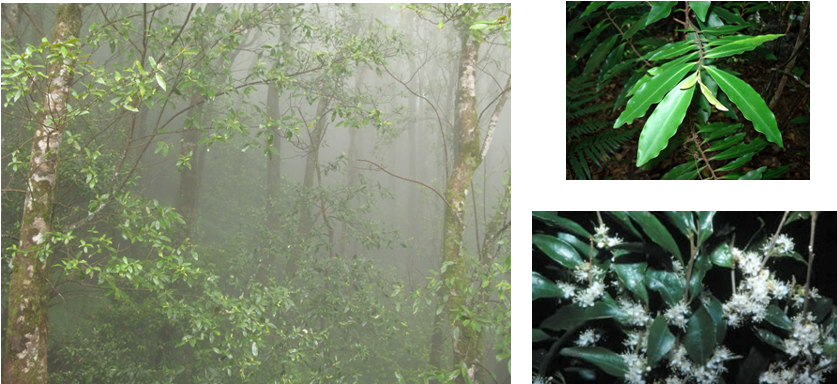 Cloud Forest At 900 Metres At Springbrook - Jungle Clipart (844x405), Png Download