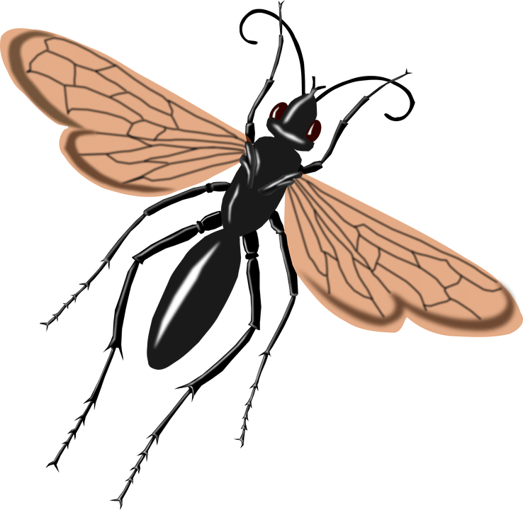 Tarantula Hawk Png Clipart (738x720), Png Download
