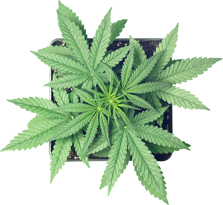 Cannabis Clipart (747x687), Png Download