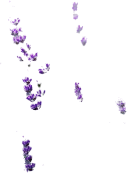 Lavender Bits Cut - English Lavender Clipart (564x846), Png Download