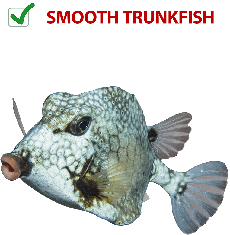 Order Now - Trunkfish Clipart (823x1010), Png Download