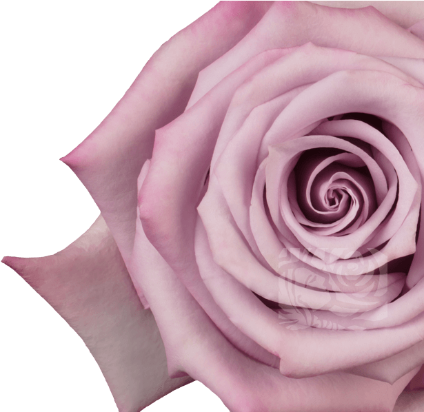 Lavender Roses - Floribunda Clipart (658x597), Png Download