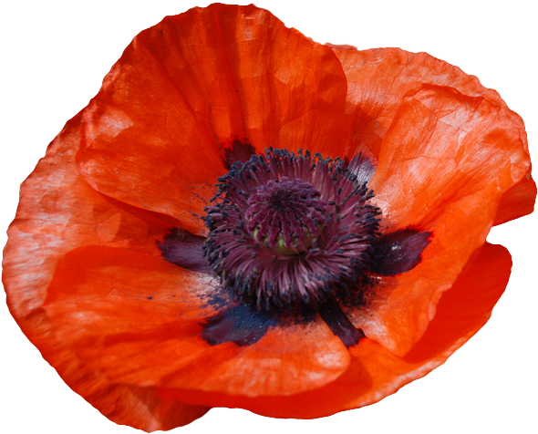 Poppy Transparent Free Download On New Vitruvian - Oriental Poppy Clipart (675x513), Png Download