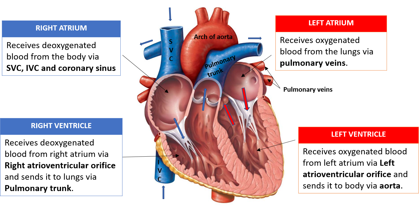 Veins Opening Into Right Atrium, Tetrology Of Fallot - Largest Artery In Human Body Clipart (1469x748), Png Download