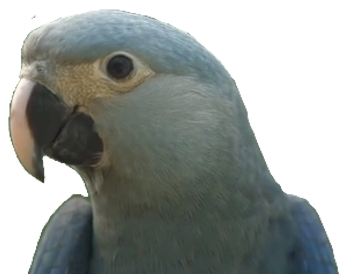 Y O S Http - Lovebird Clipart (736x552), Png Download