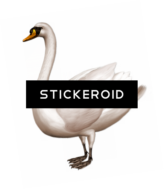 Swan Png , Png Download Clipart (529x609), Png Download