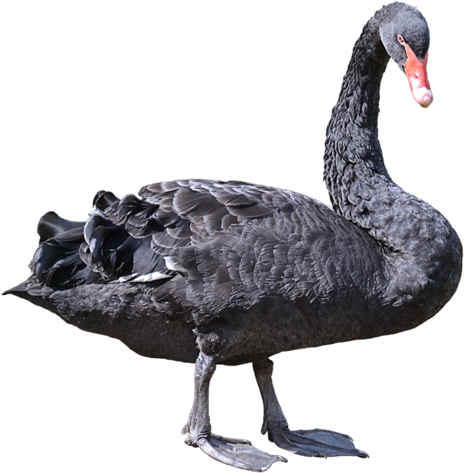 Download Swan Png Transparent Images Transparent Backgrounds - Black Swan Bird Png Clipart (1024x776), Png Download