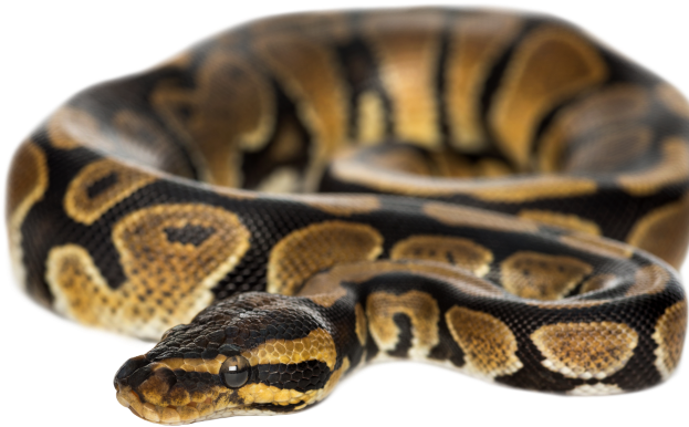 Ball Python Clipart Python Snake - Non Venomous Snakes With Names - Png Download (640x480), Png Download