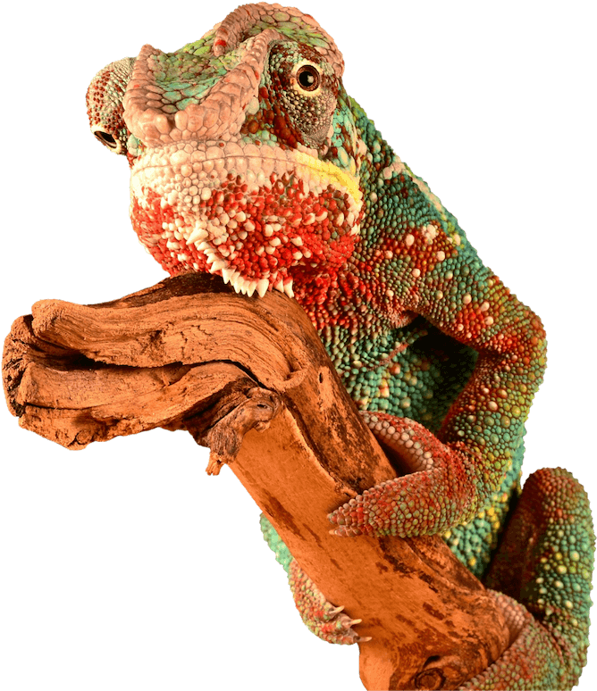 Chameleon Brick Tinting Mascot - Red Chameleon Png Clipart (800x800), Png Download
