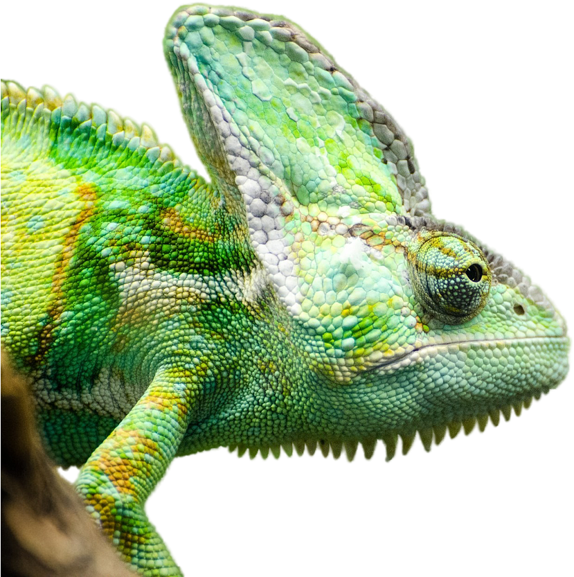 Reptile-642970 1280 Clipart (1280x847), Png Download