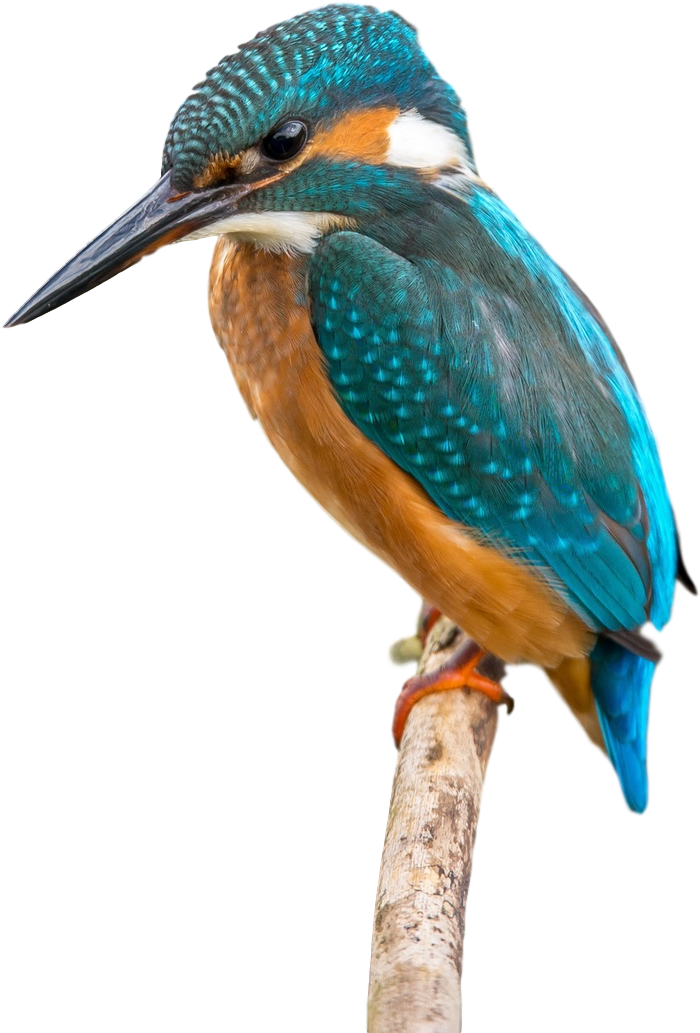 Bird Beak Clip Art Transprent Png Free Ⓒ - Common Kingfisher Transparent Png (1920x1281), Png Download