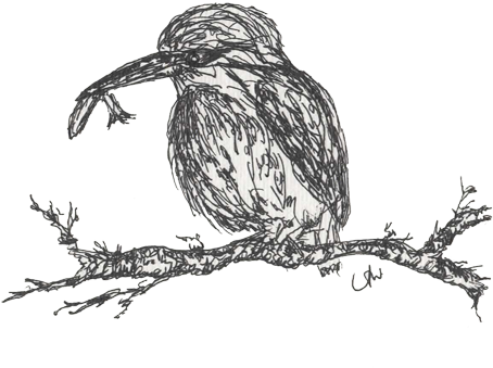 Kingfisher - Sketch Clipart (600x600), Png Download