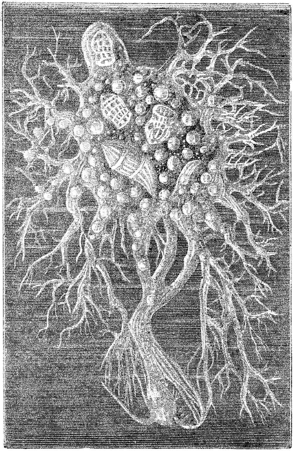 File - La Nature - 1879 - S1 - P212 Origines De La - Motif Clipart (1004x1538), Png Download