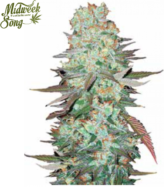 Cannabis Transparent Tree Png Clipart (569x651), Png Download