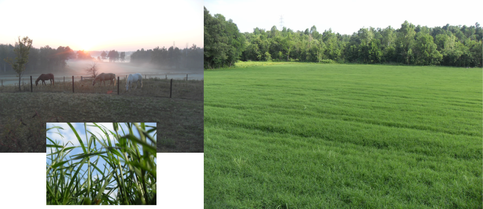 Hay Transparent Square - Grass Clipart (960x416), Png Download