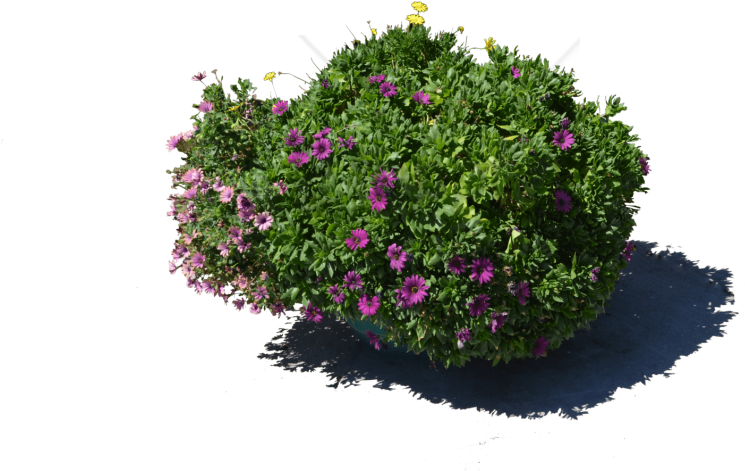 Free Png Transparent Flower Pot Png Image With Transparent - Portable Network Graphics Clipart (850x564), Png Download