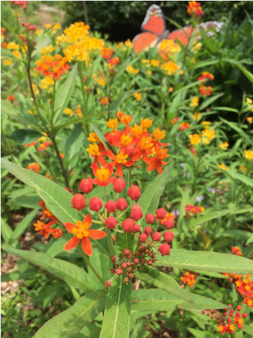 From The Smallest Flower In The Woods To Flashy Tulips - Tropical Milkweed Clipart (729x486), Png Download