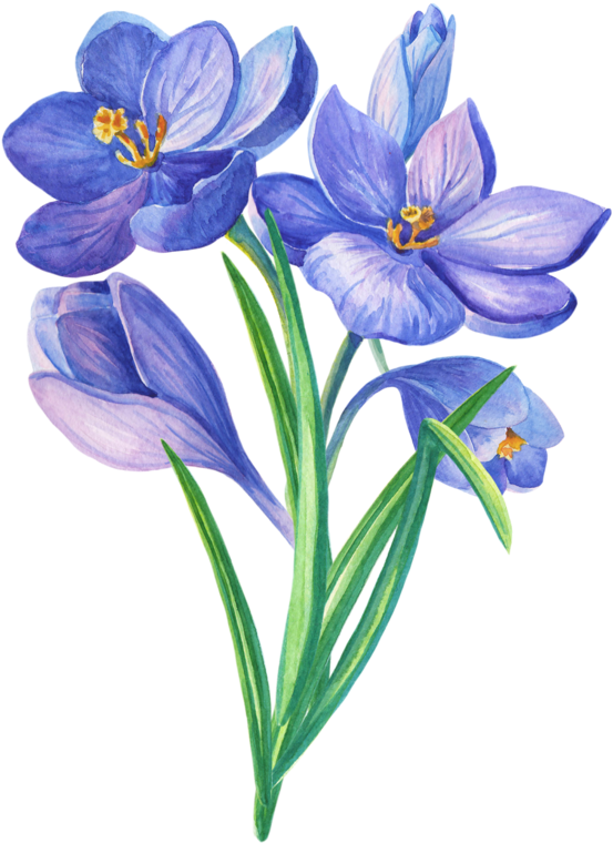 Crocuses Bouq Png クロッカス イラスト Clipart Large Size Png Image Pikpng