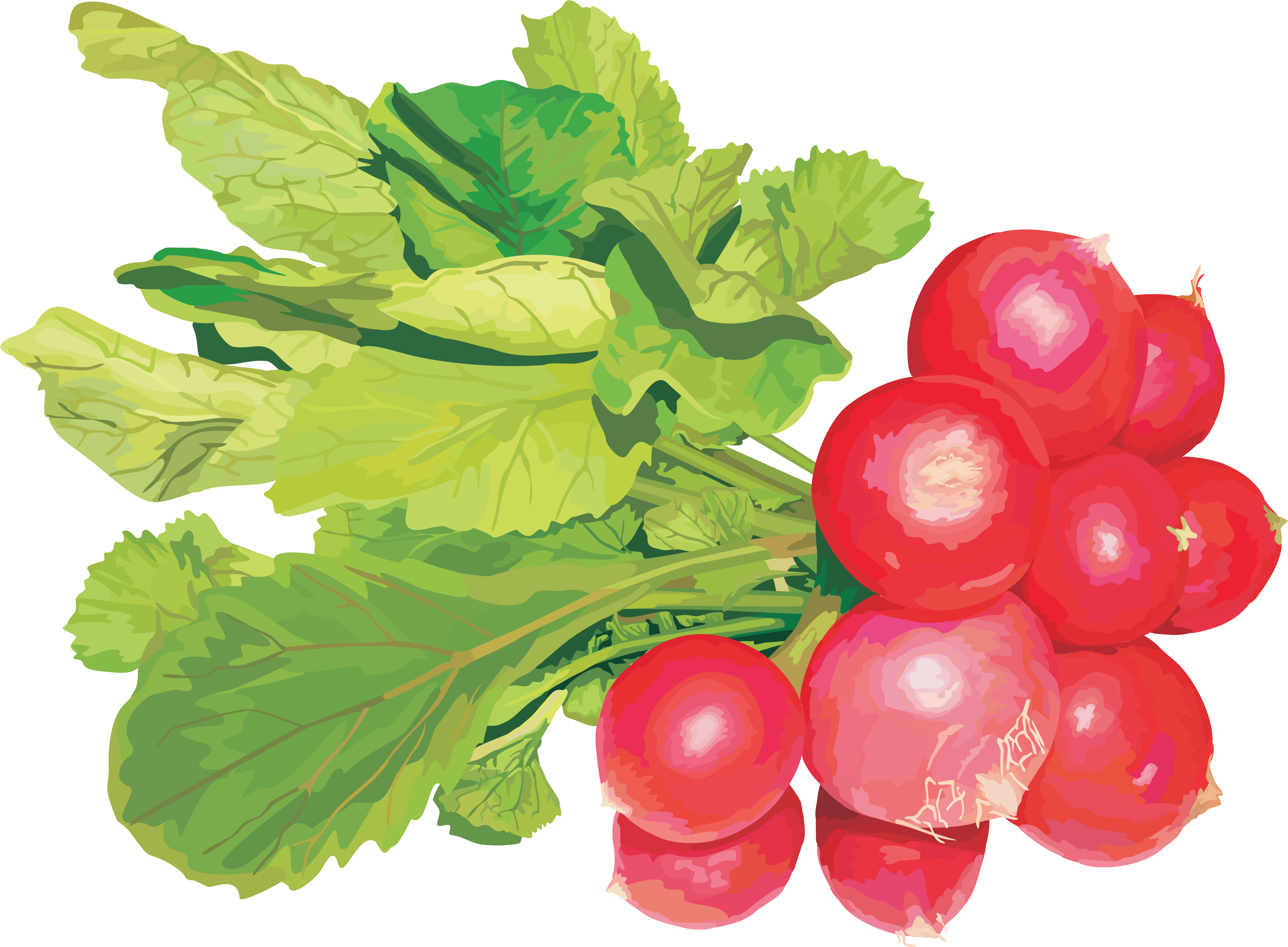 Radish Png Clipart (5914x4314), Png Download