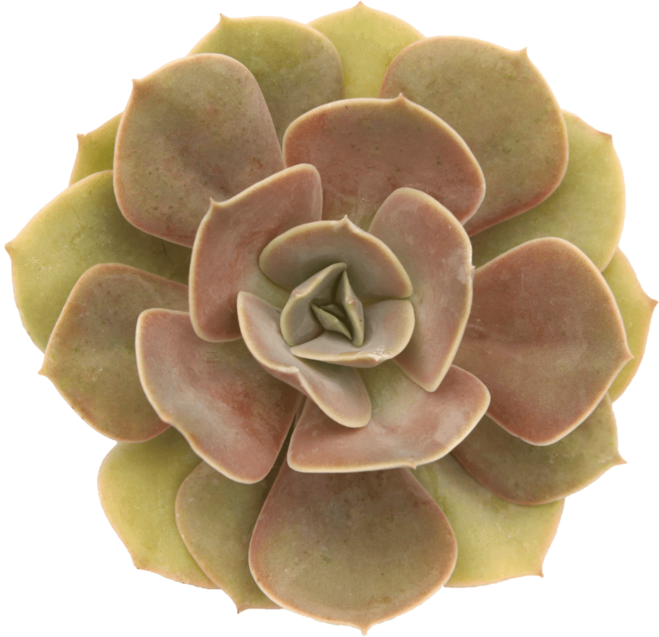 Echeveria Lolita Clipart (1024x1024), Png Download