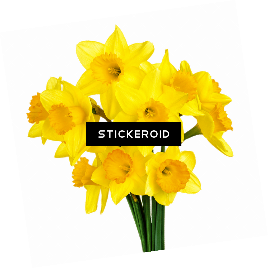 Bunch Of Daffodils , Png Download Clipart (1015x1016), Png Download