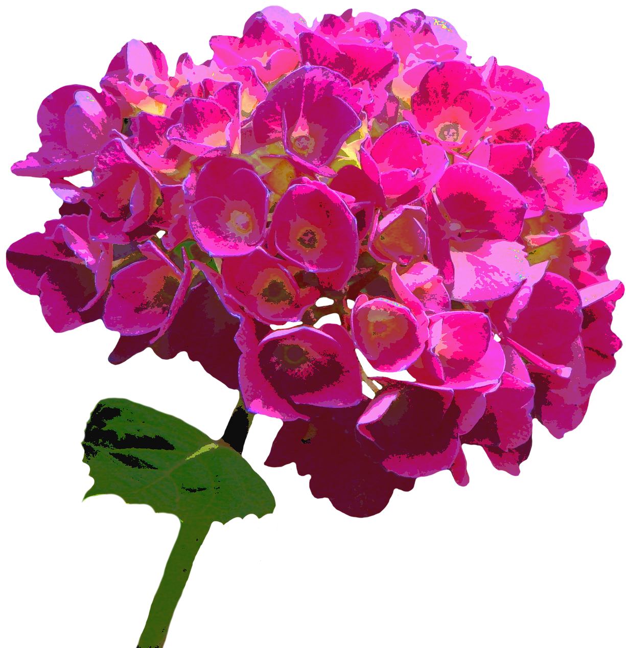 Hydrangea Blossom Bloom - Hydrangea Clipart (1260x1280), Png Download