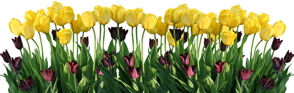 Easter Flower Png Transparent Images - Tulip Clipart (960x493), Png Download