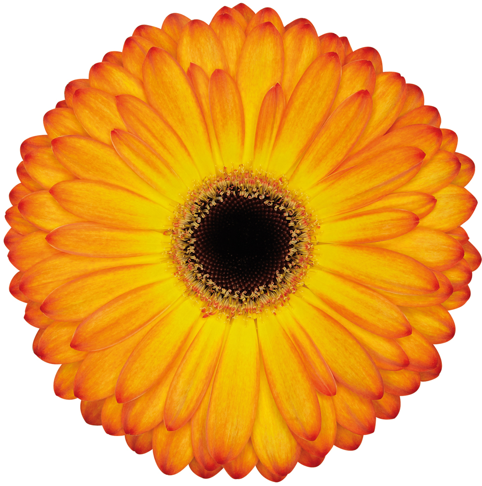 Catwalk - Gerbera Catwalk Clipart (1100x1100), Png Download