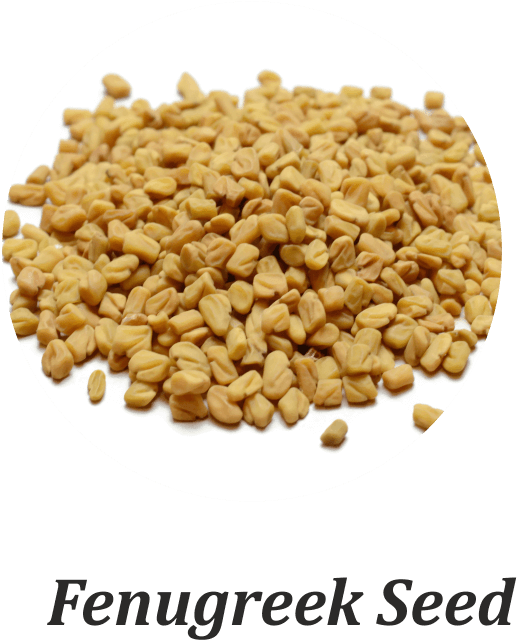 Fenugreek Seeds Are Tiny, Bitter, Dicotyledonous Seeds - Coriander Clipart (2038x1548), Png Download