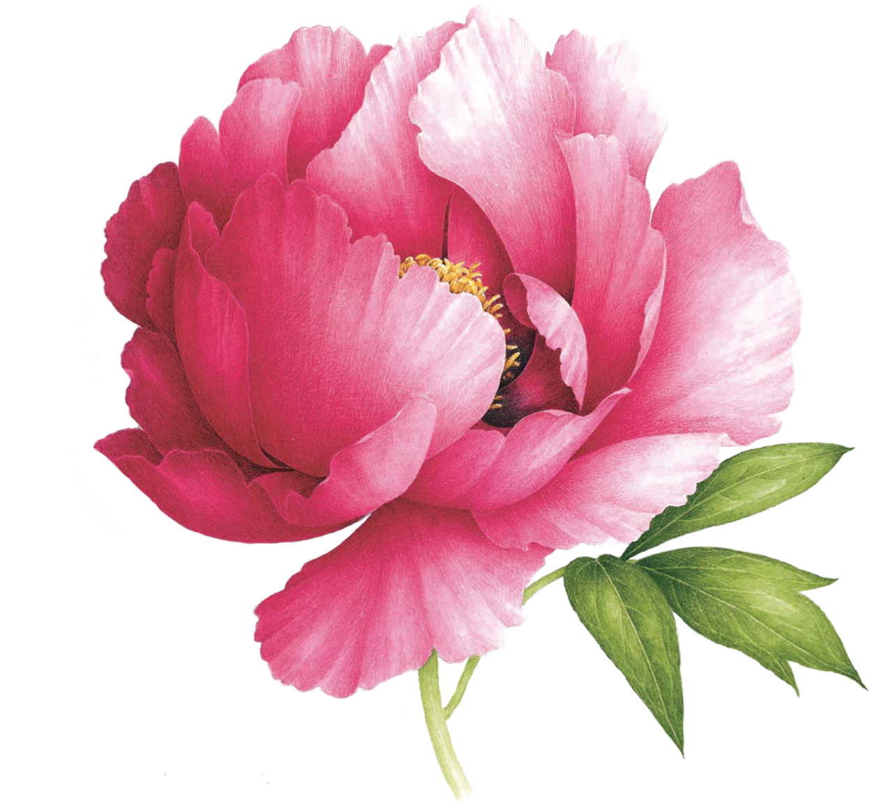 Peony Scented Tattoo - Watercolour Peony Paintings Clipart (1512x1512), Png Download
