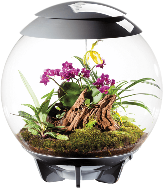 The Humidity, Light Conditions And Air Supply For The - Biorb Terrarium Clipart (600x750), Png Download
