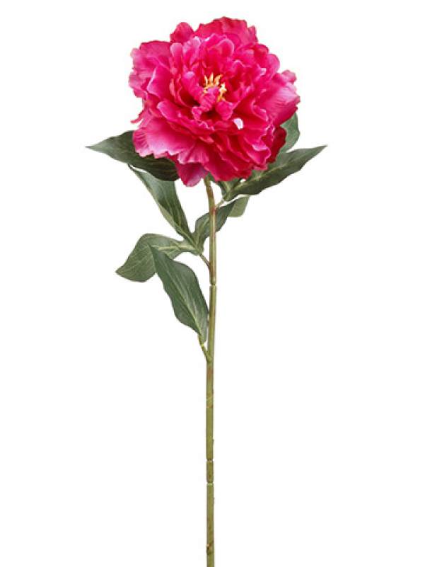 26" Peony Spray Rubrum - Common Peony Clipart (800x800), Png Download
