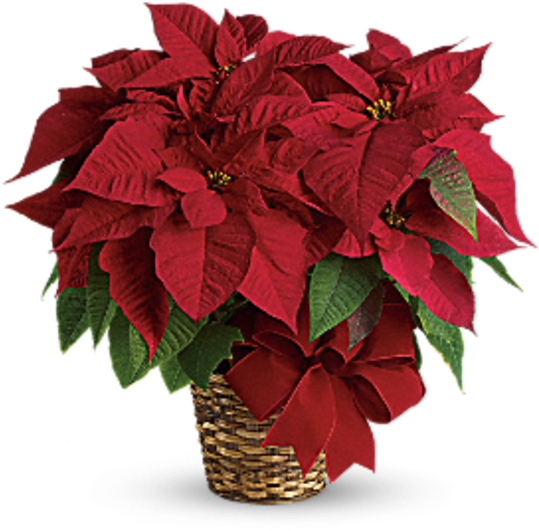 Red Poinsettia Tf - Red Poinsettia Clipart (600x673), Png Download