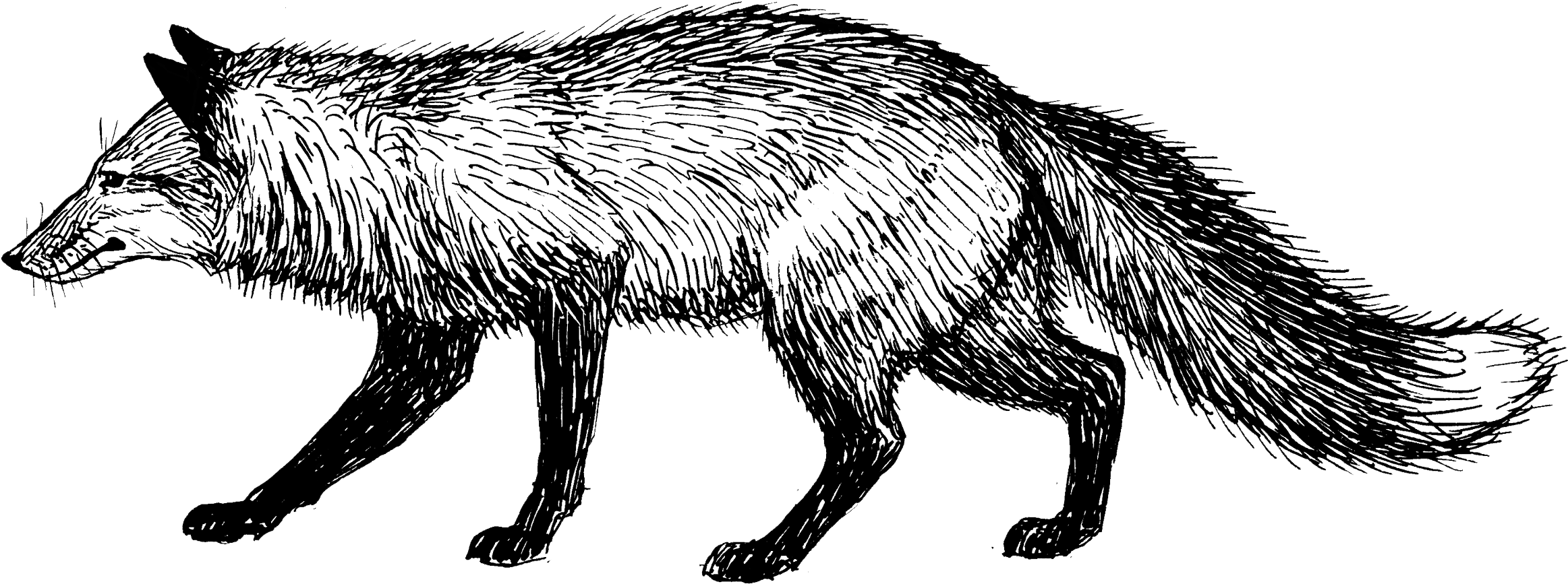 Fox - Fox Black White Png Clipart (2384x922), Png Download