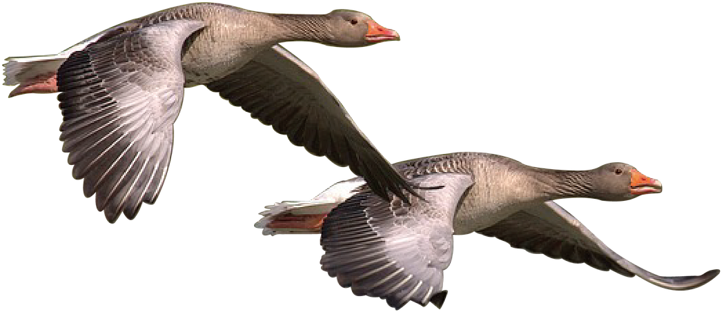 Wild Goose Goose Wild Geese Png Image - Patos Png Clipart (1280x767), Png Download