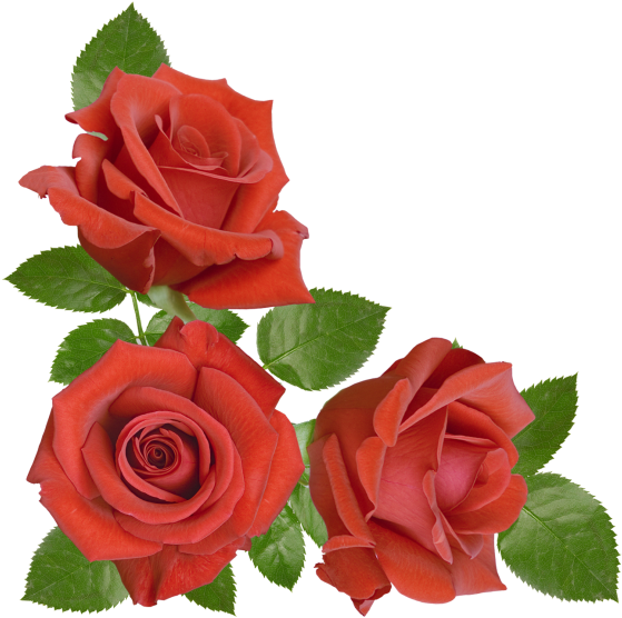 Red Rose - Floribunda Clipart (866x650), Png Download