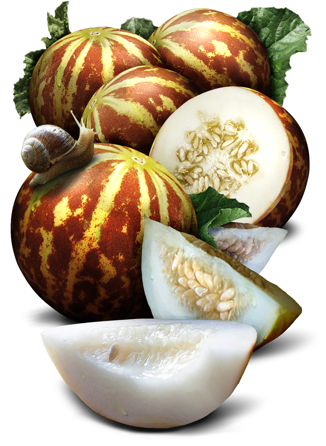 Tigger Melon Seeds For Planting , Png Download Clipart (1103x1508), Png Download