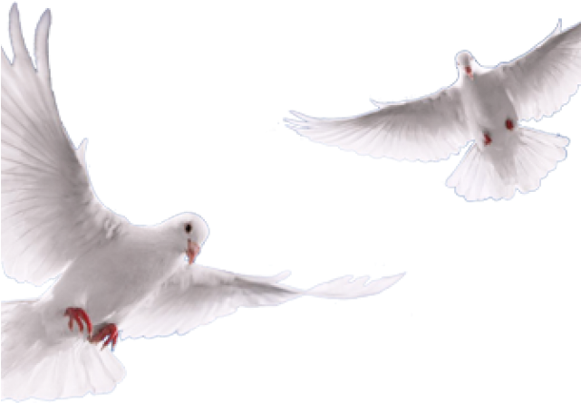 European Herring Gull Clipart (640x480), Png Download