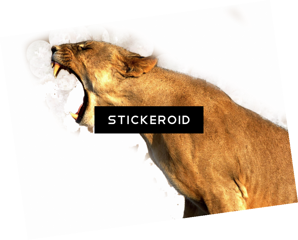 Lions Poster Photo Print , Png Download Clipart (984x793), Png Download