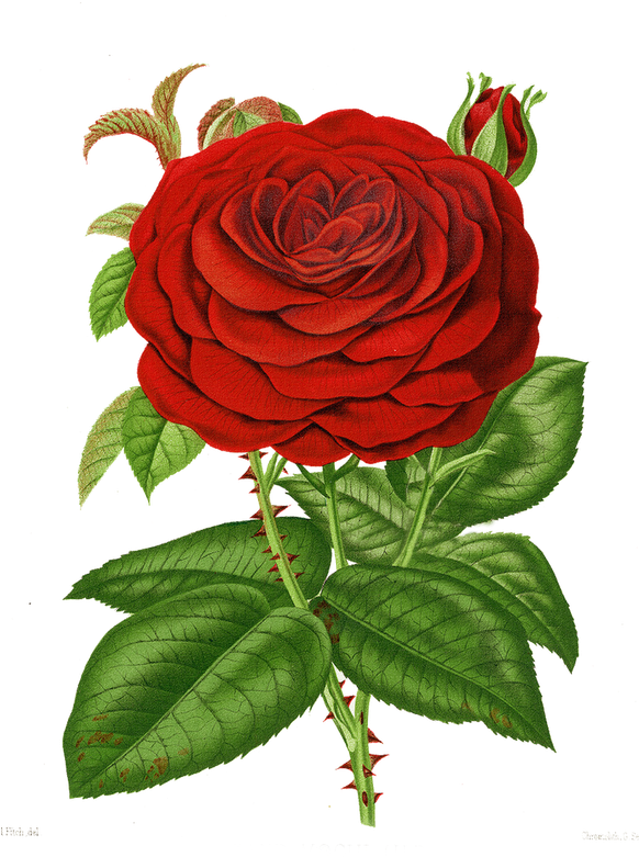 Floral Theme Single Rose, Floral Theme, Flower Pictures, - Vintage Roses Psd Clipart (581x800), Png Download