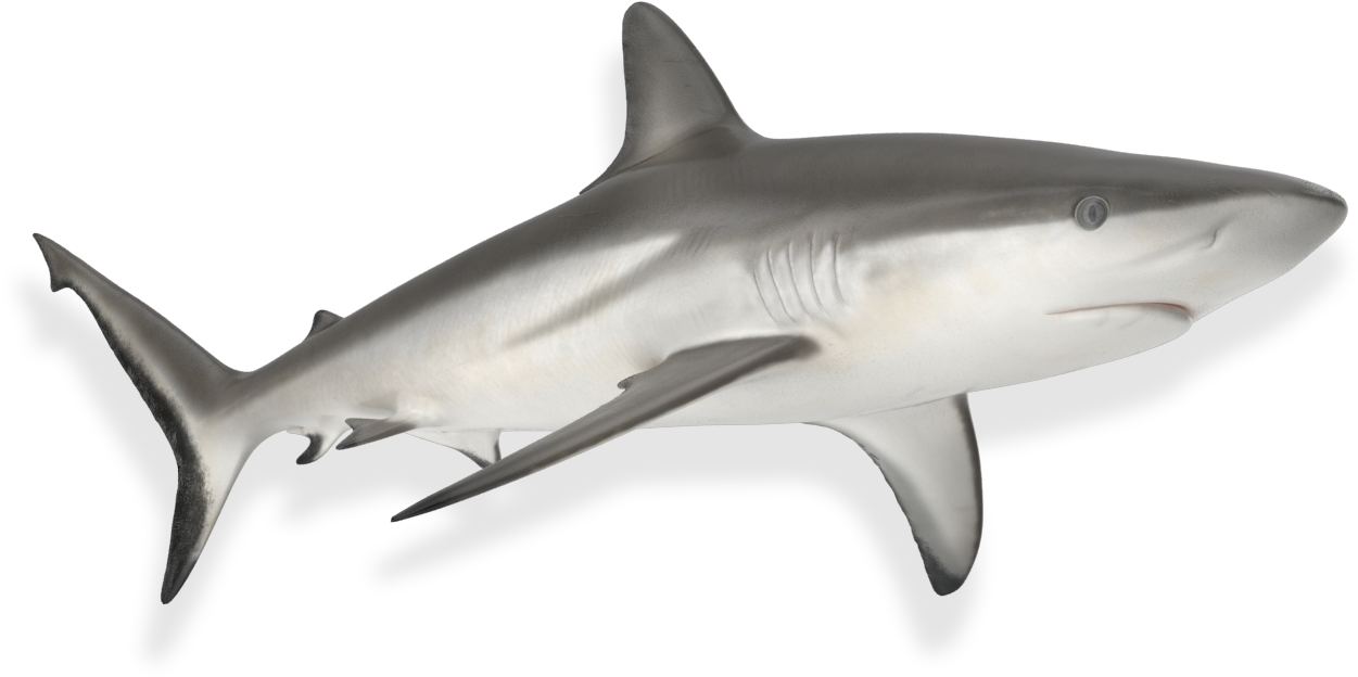 Fundación Mundo Azul Investigación Aplicada, Educación - Bull Shark Clipart (1734x1028), Png Download
