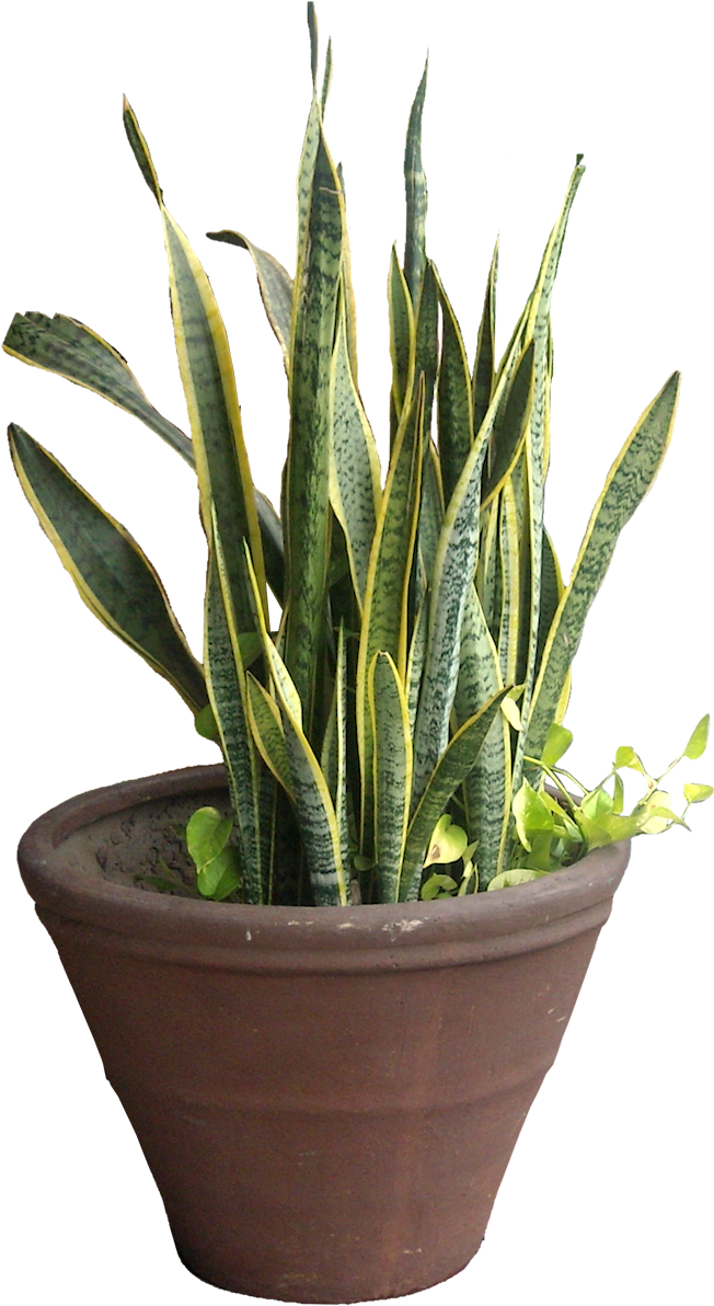 Snake Plant Png - Viper's Bowstring Hemp Succulents Clipart (657x1200), Png Download