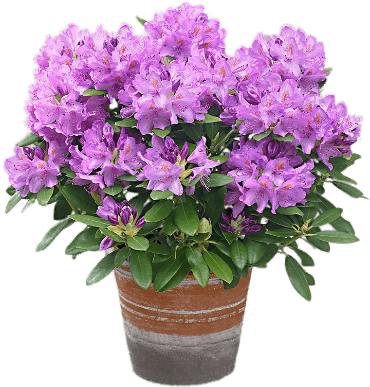 Download - Plante Rhododendron Clipart (748x784), Png Download