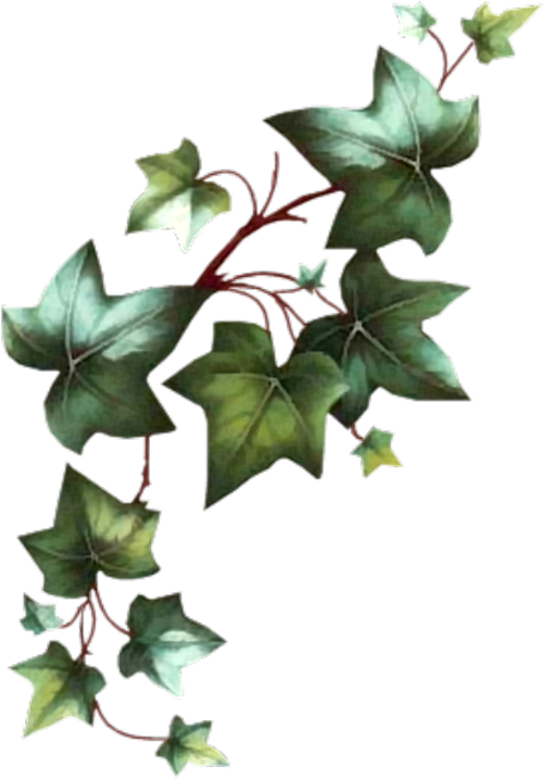 Ivy Tattoo, Vine Tattoos, Leaf Tattoos, Body - Transparent Poison Ivy Vine Clipart (500x717), Png Download