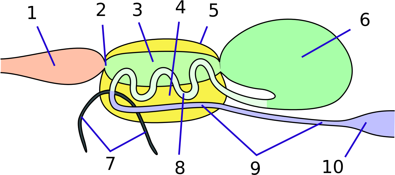 Vector Mosquito Png - Filter Chamber Clipart (1280x622), Png Download